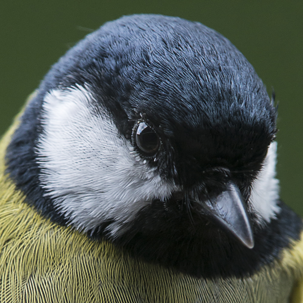 Kohlmeise Portrait