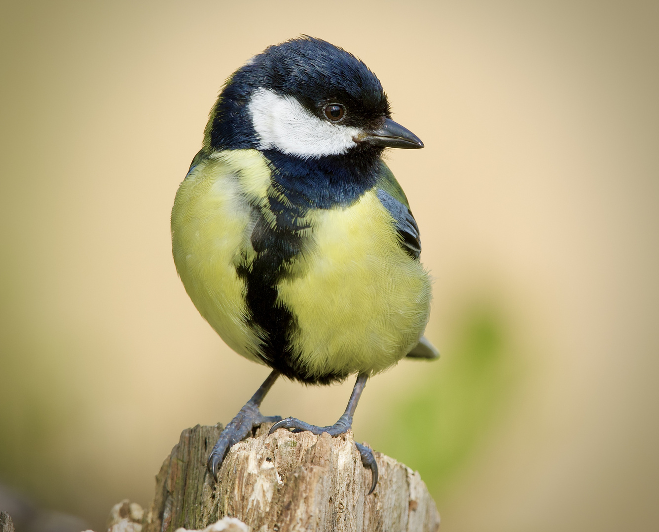 Kohlmeise - Portrait......