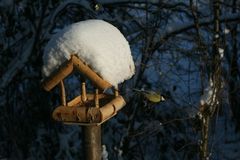 Kohlmeise startet wieder durch