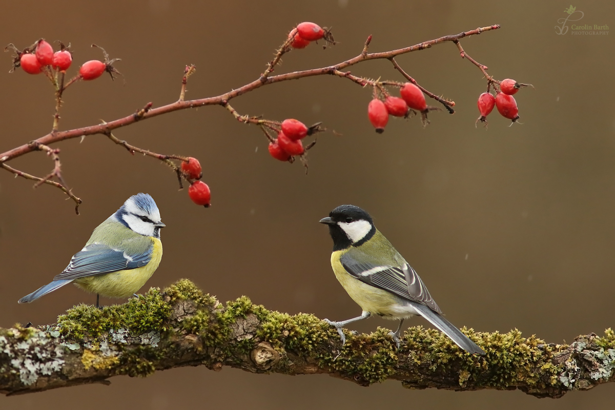 Kohlmeise und Blaumeise