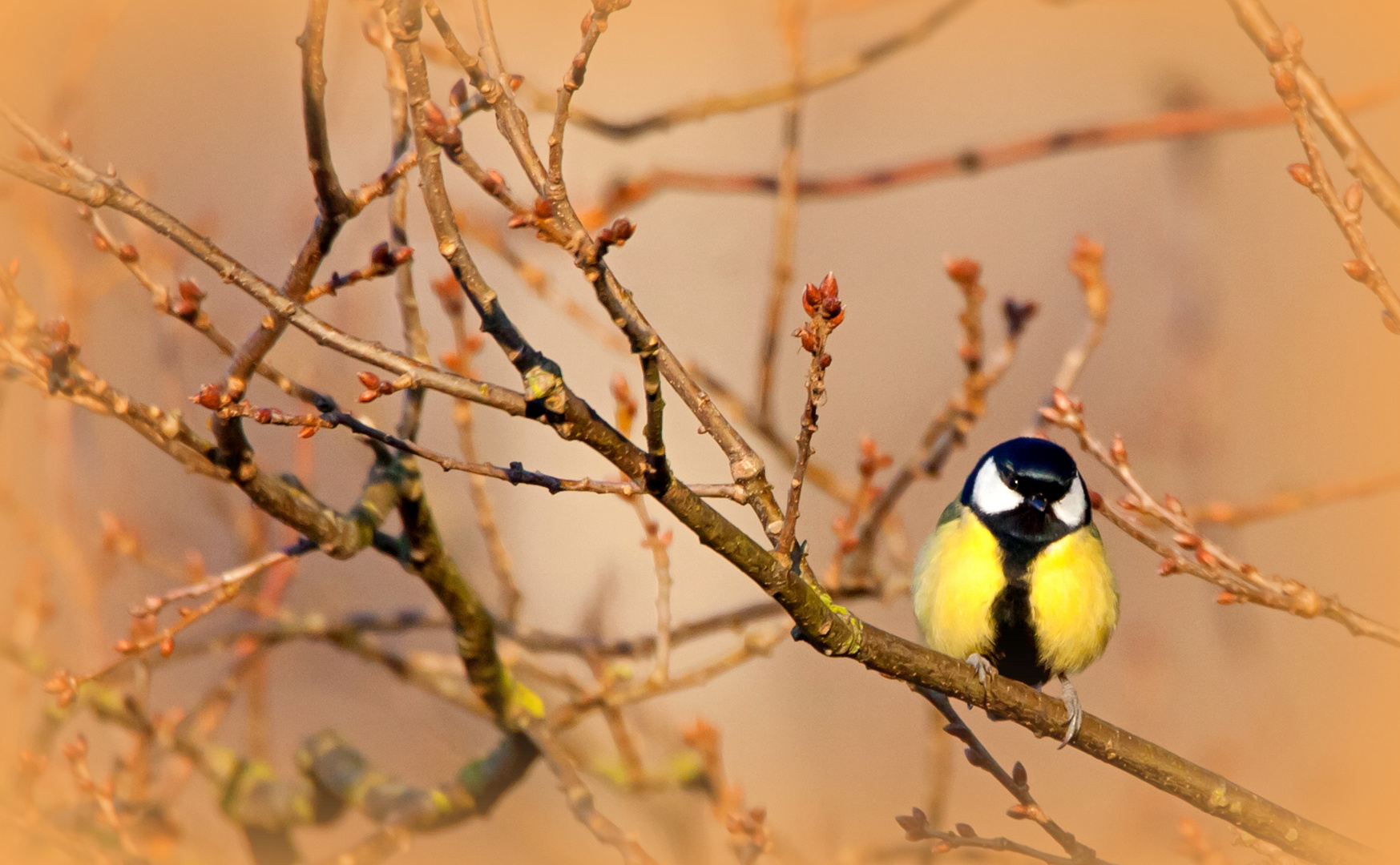 Kohlmeise wartet auf den Frühling