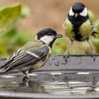 Kohlmeisen an der Wasserschale