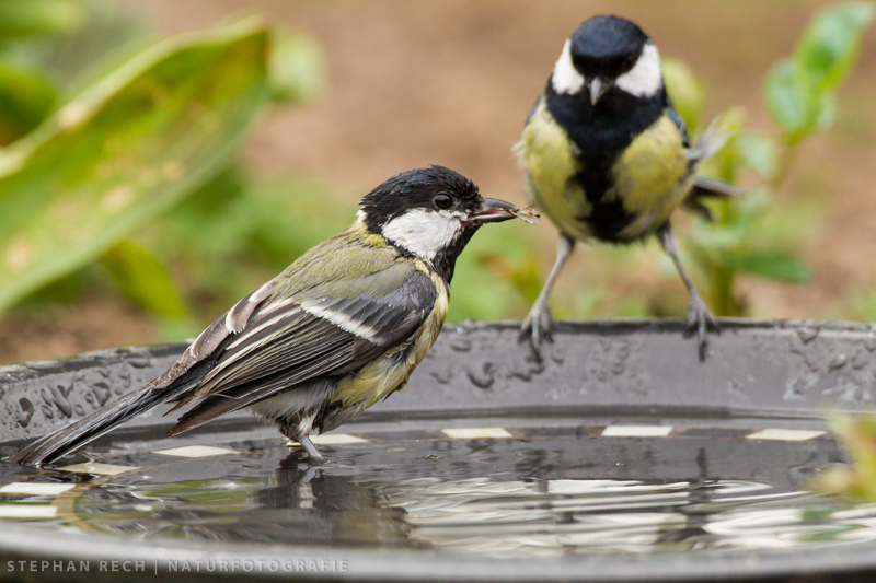 Kohlmeisen an der Wasserschale