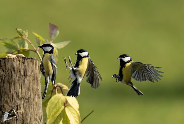 Kohlmeisen-Anflugs-Szenen