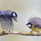 Kohlmeisen / Flugbild