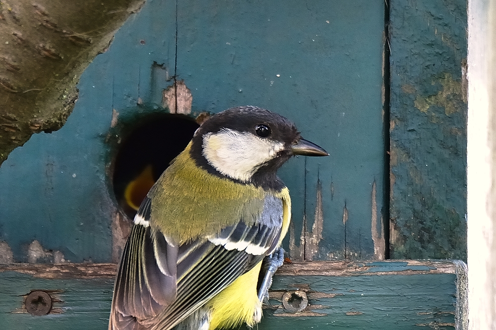 Kohlmeisen im Futterstress