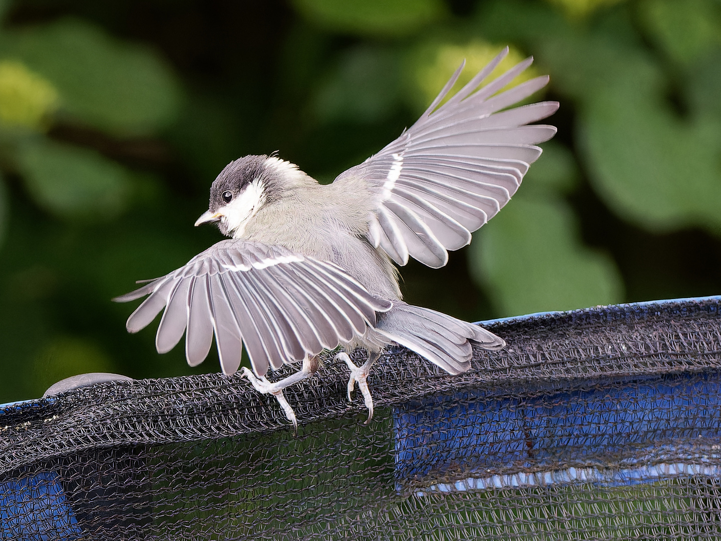 Kohlmeisen Pärchen das Weibchen 