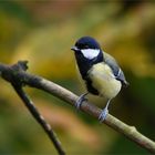 Kohlmeisenhahn mit herbstlichen Background! ;-)