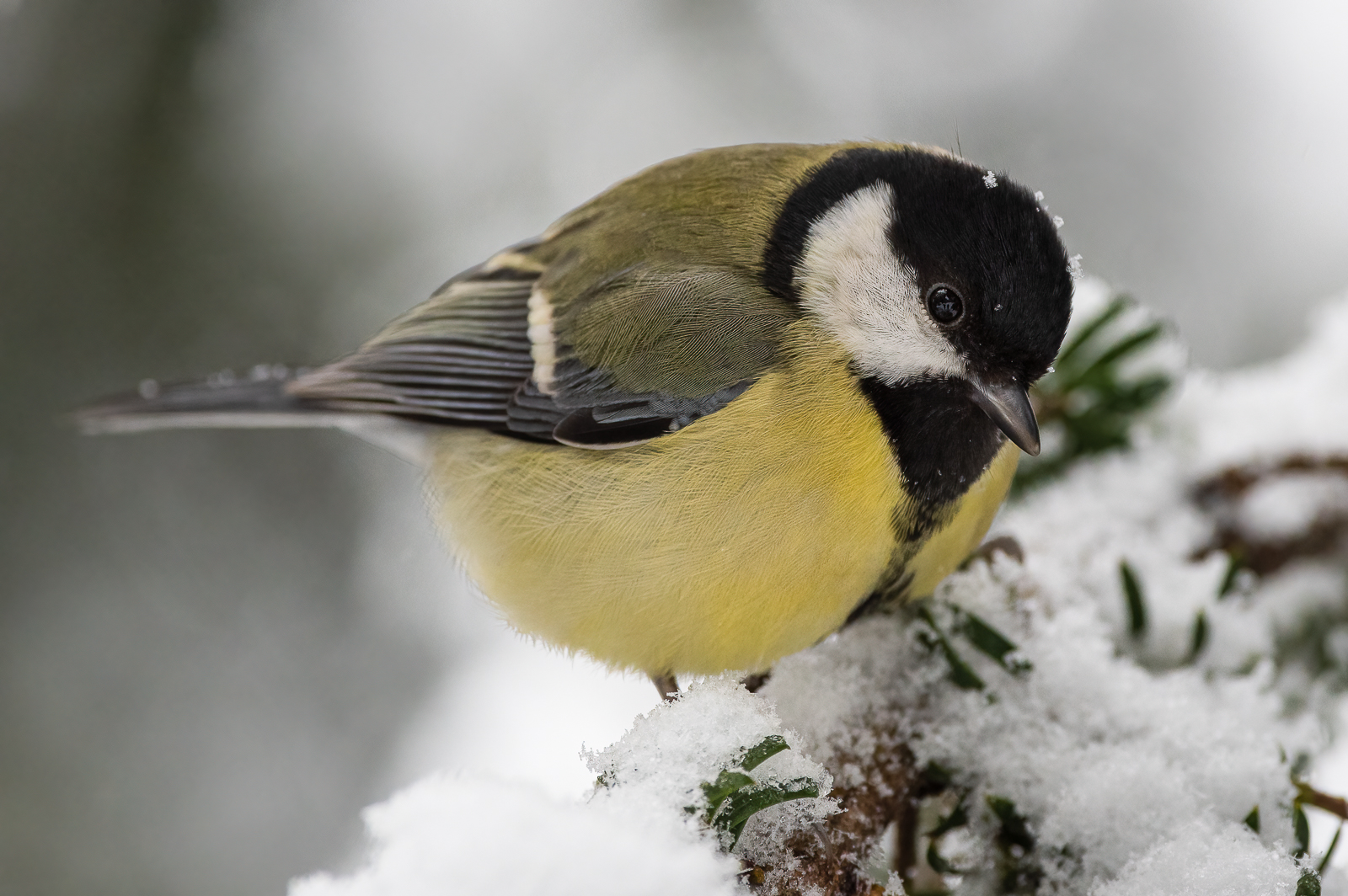 Kohlmeisenportrait im Schnee