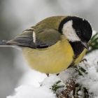 Kohlmeisenportrait im Schnee