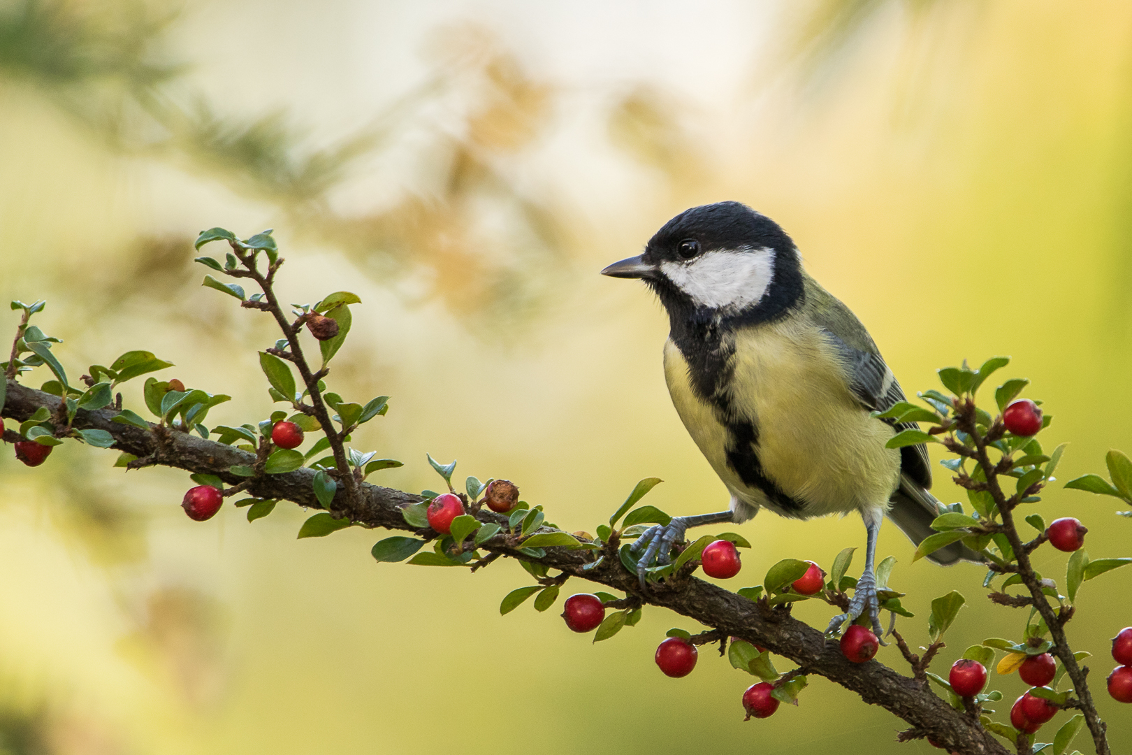 Kohlmeise,Parus major