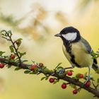 Kohlmeise,Parus major