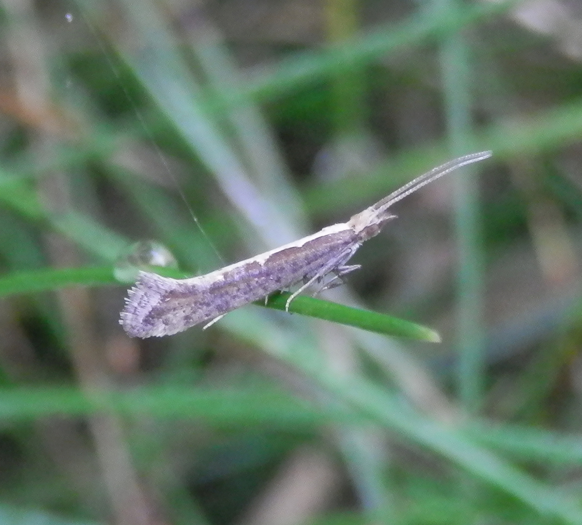 Kohlmotte (Plutella xylostella)