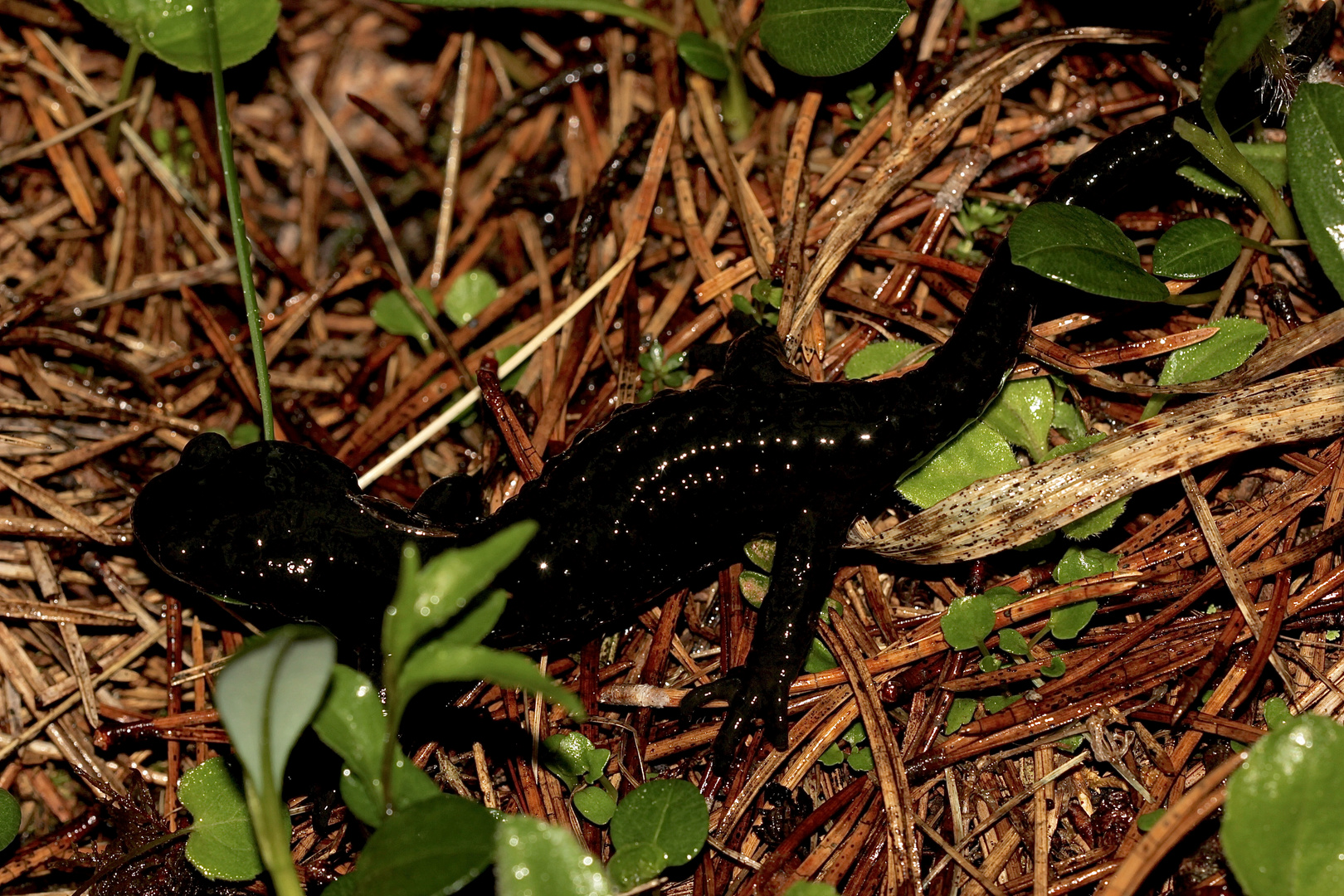 Kohlrabenschwarz (1) - der Alpensalamander (Salamandra atra)