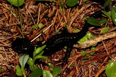 Kohlrabenschwarz (1) - der Alpensalamander (Salamandra atra)