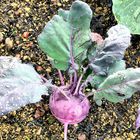 Kohlrabi