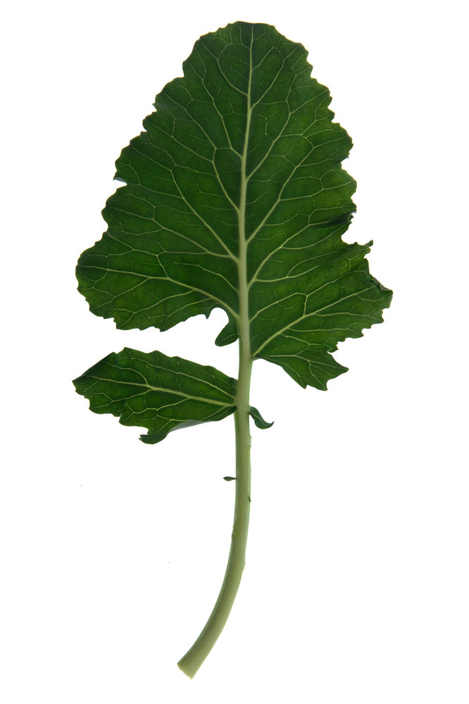 Kohlrabi | Blatt