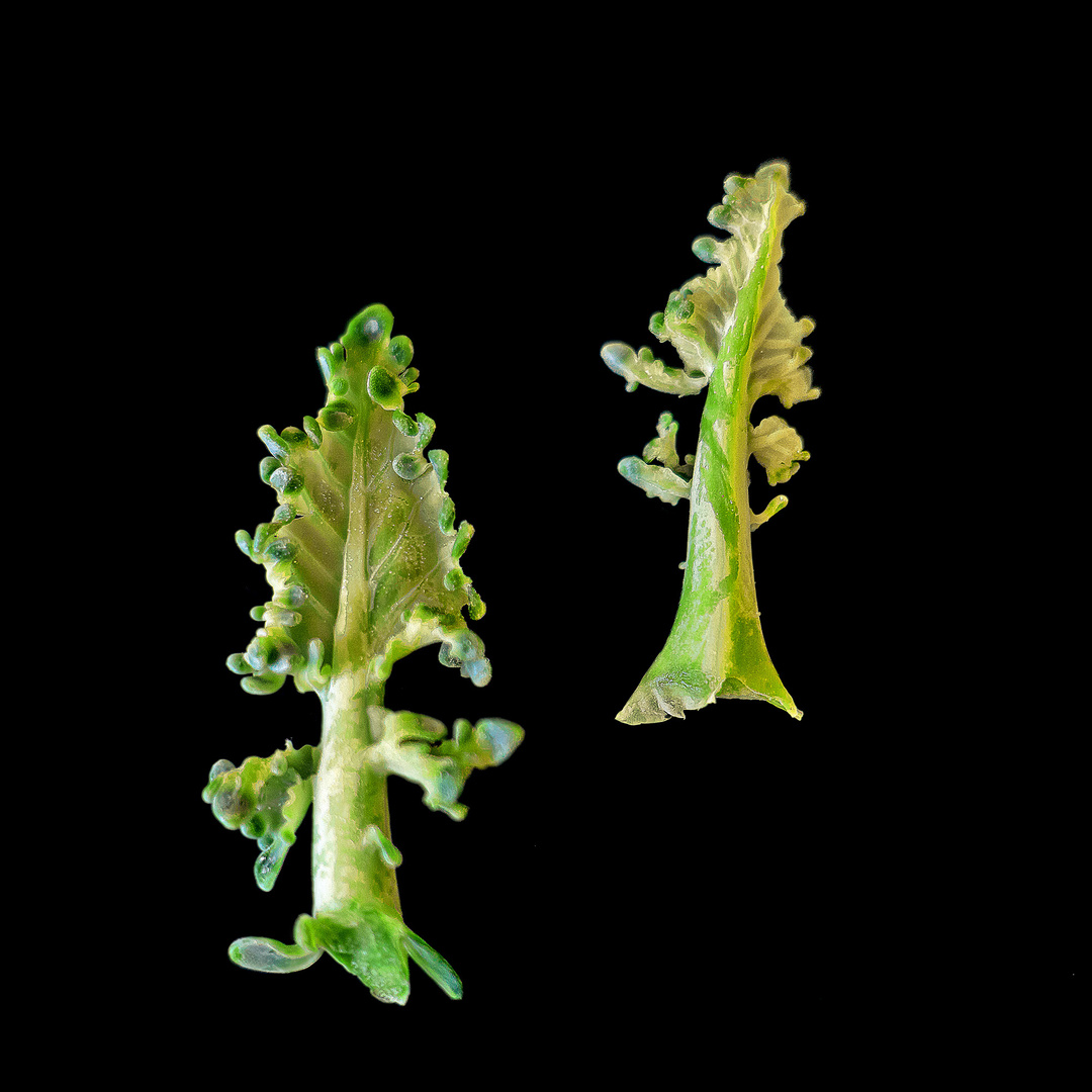 Kohlrabibaum