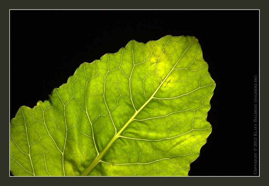 Kohlrabiblatt