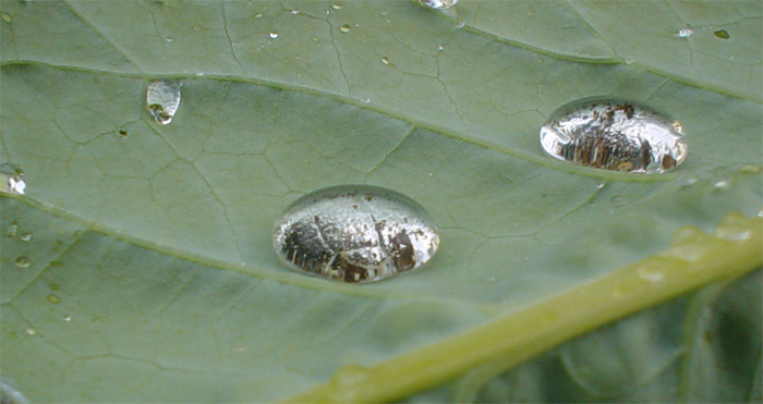 kohlrabie-tropfen