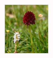 Kohlröschen (Nigritella)