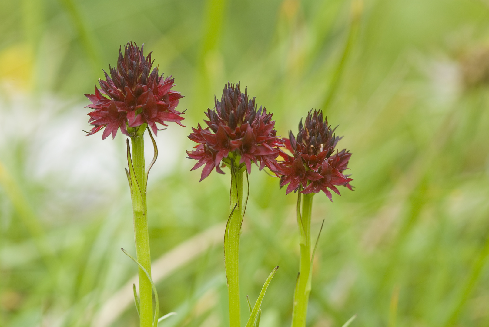 Kohlröschen (Nigritella rhelicani)