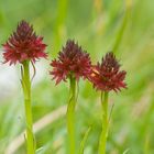 Kohlröschen (Nigritella rhelicani)