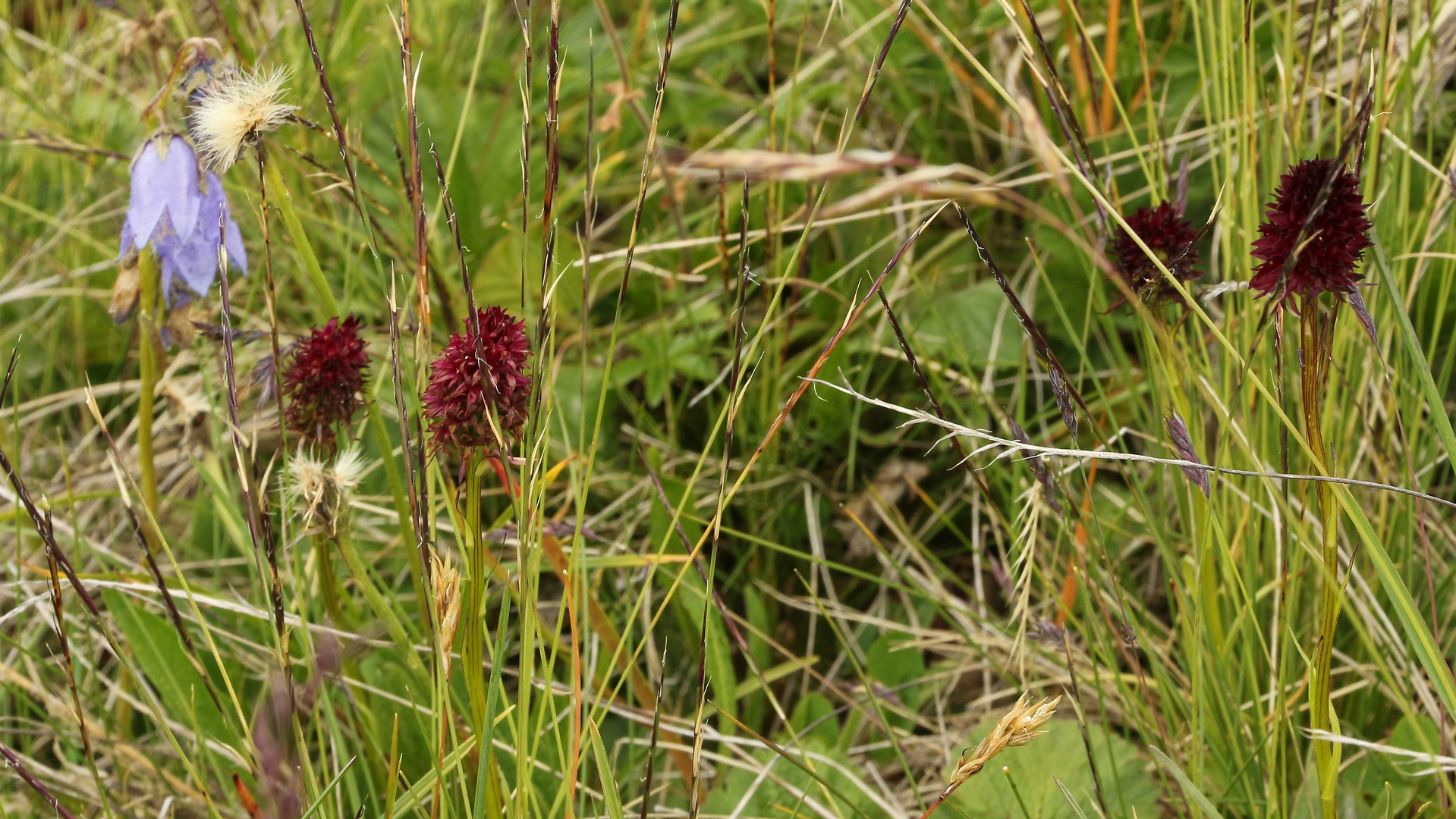 Kohlröserl eine Orchideenart (2017_07_18_EOS 100D_2515_ji)