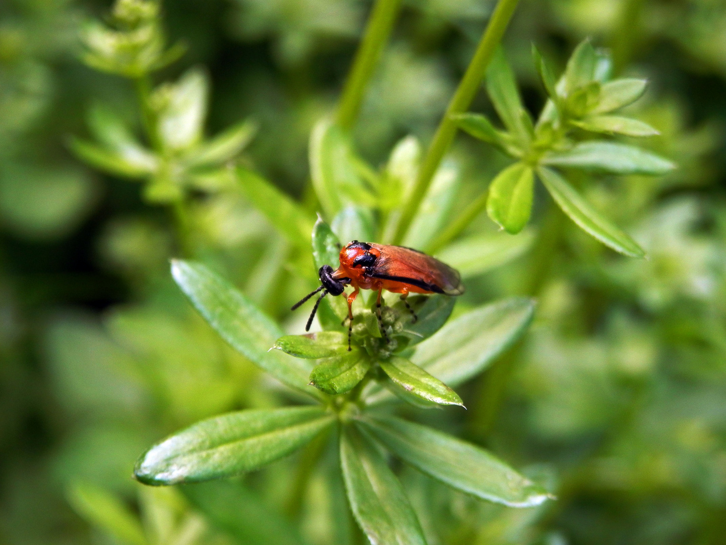 Kohlrüben-Blattwespe (Athalia rosae)