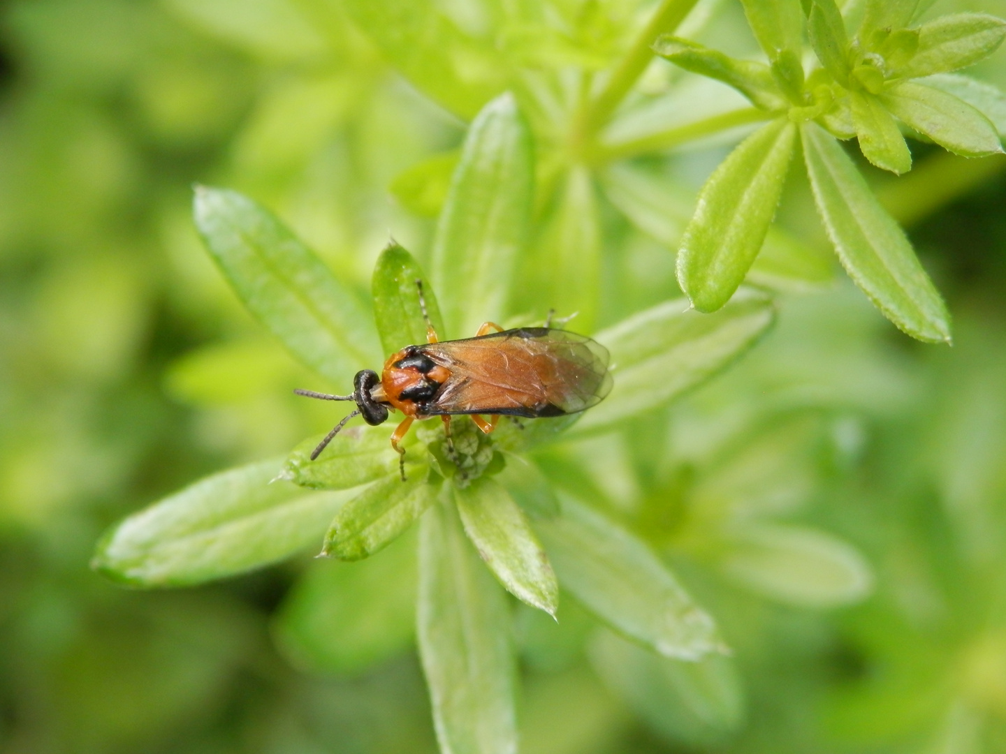 Kohlrüben-Blattwespe (Athalia rosae) - leider ein richtiger Schädling