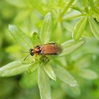 Kohlrüben-Blattwespe (Athalia rosae) - leider ein richtiger Schädling