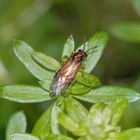 Kohlrüben-Blattwespe (Athalia rosae) - leider ein richtiger Schädling