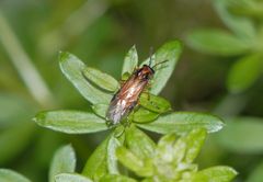 Kohlrüben-Blattwespe (Athalia rosae) - leider ein richtiger Schädling