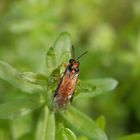 Kohlrüben-Blattwespe (Athalia rosae) - leider ein richtiger Schädling