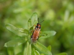 Kohlrüben-Blattwespe (Athalia rosae) - leider ein richtiger Schädling