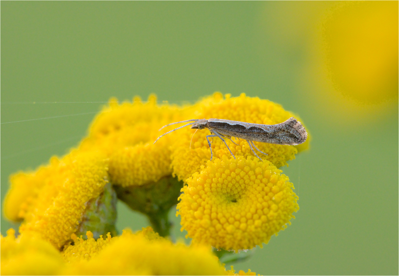 Kohlschabe oder Kohlmotte (Plutella xylostella)