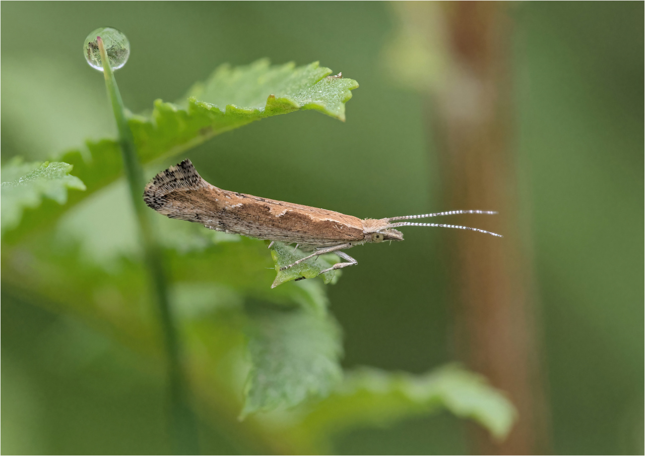 Kohlschabe (Plutella xylostella)