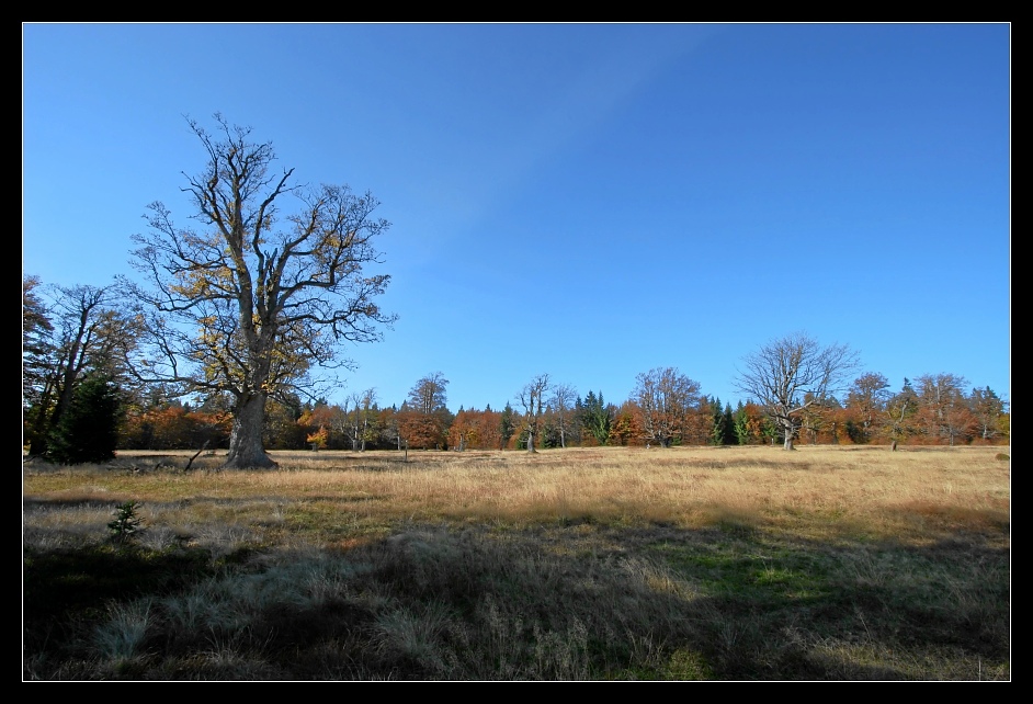 Kohlschachten Nationalpark Bay. Wald 1 - Reload -