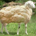 Kohlschaf / Califlowersheep