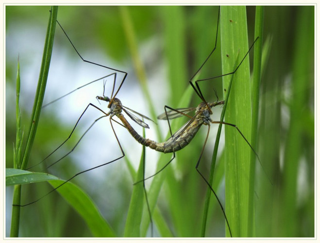 Kohlschnacke - Tipula oleracea