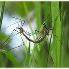 Kohlschnacke - Tipula oleracea