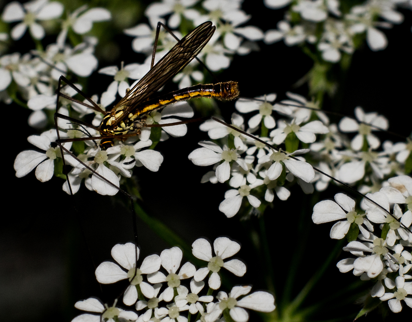 Kohlschnake