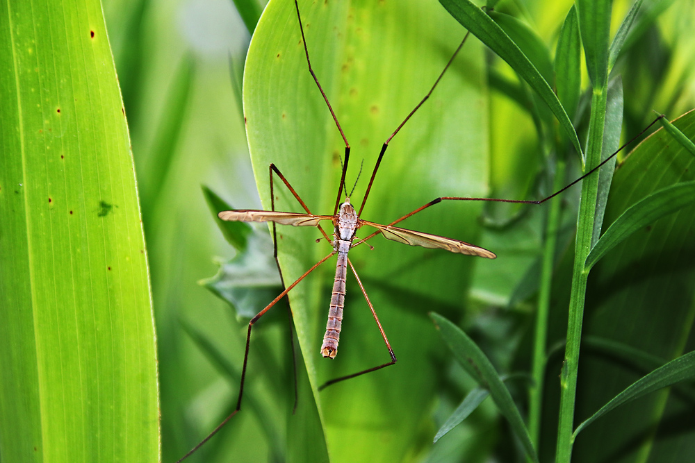 Kohlschnake Foto & Bild tiere, wildlife, insekten Bilder auf