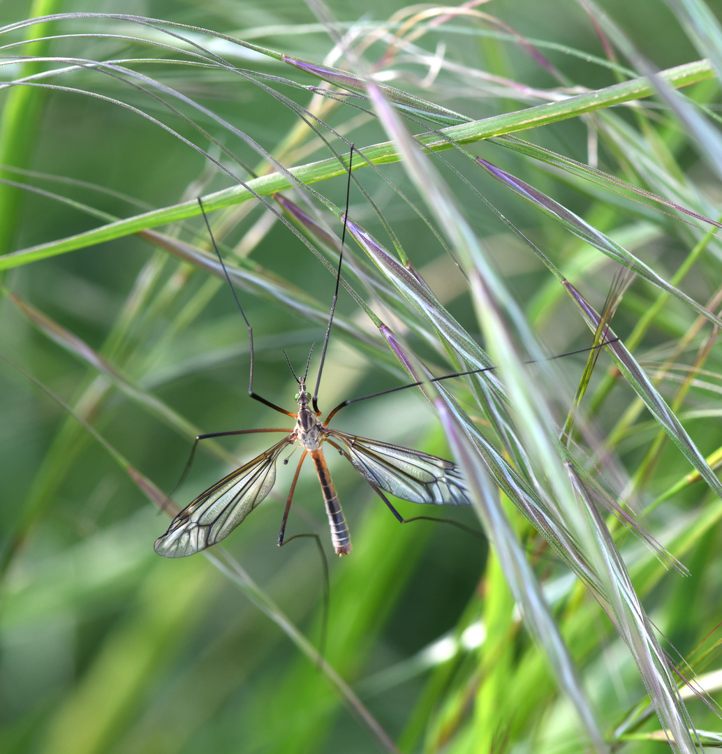 Kohlschnake