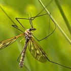 Kohlschnake (Tipula oleracea)