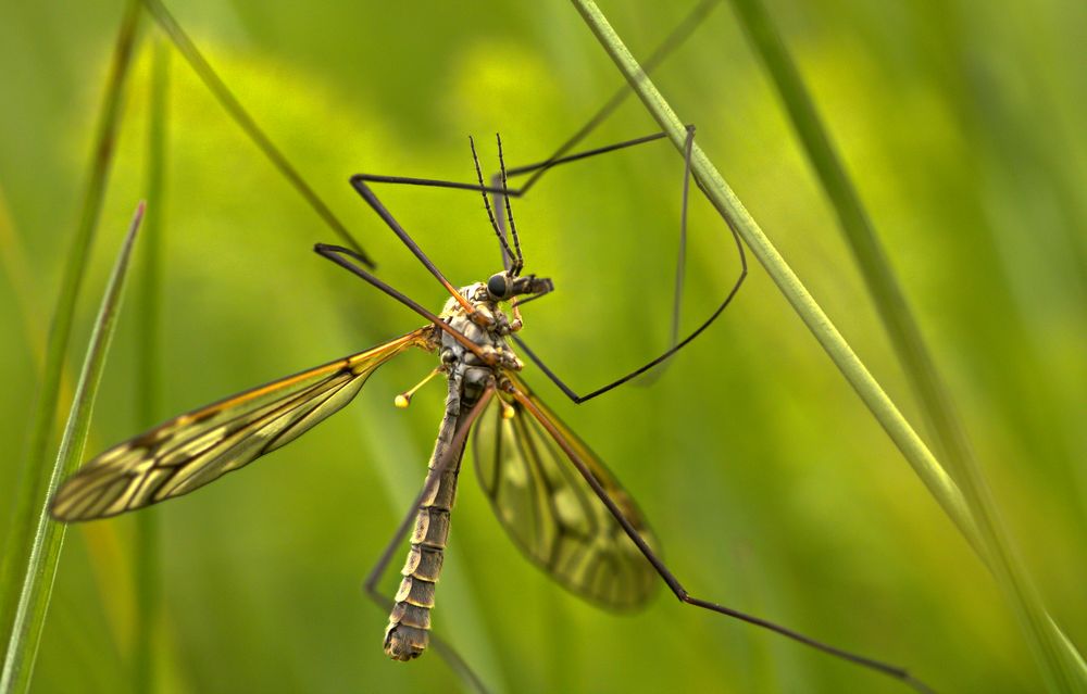 Kohlschnake (Tipula oleracea)