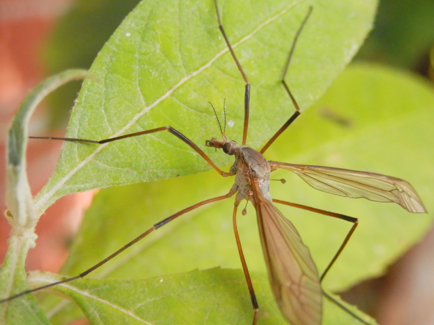 Kohlschnake (Tipula oleracea)