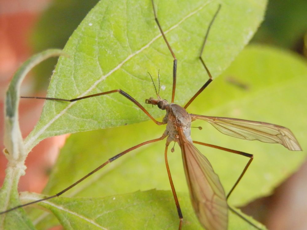 Kohlschnake Tipula Oleracea Foto Bild Tiere Wildlife Insekten Bilder Auf Fotocommunity