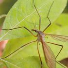 Kohlschnake (Tipula oleracea)