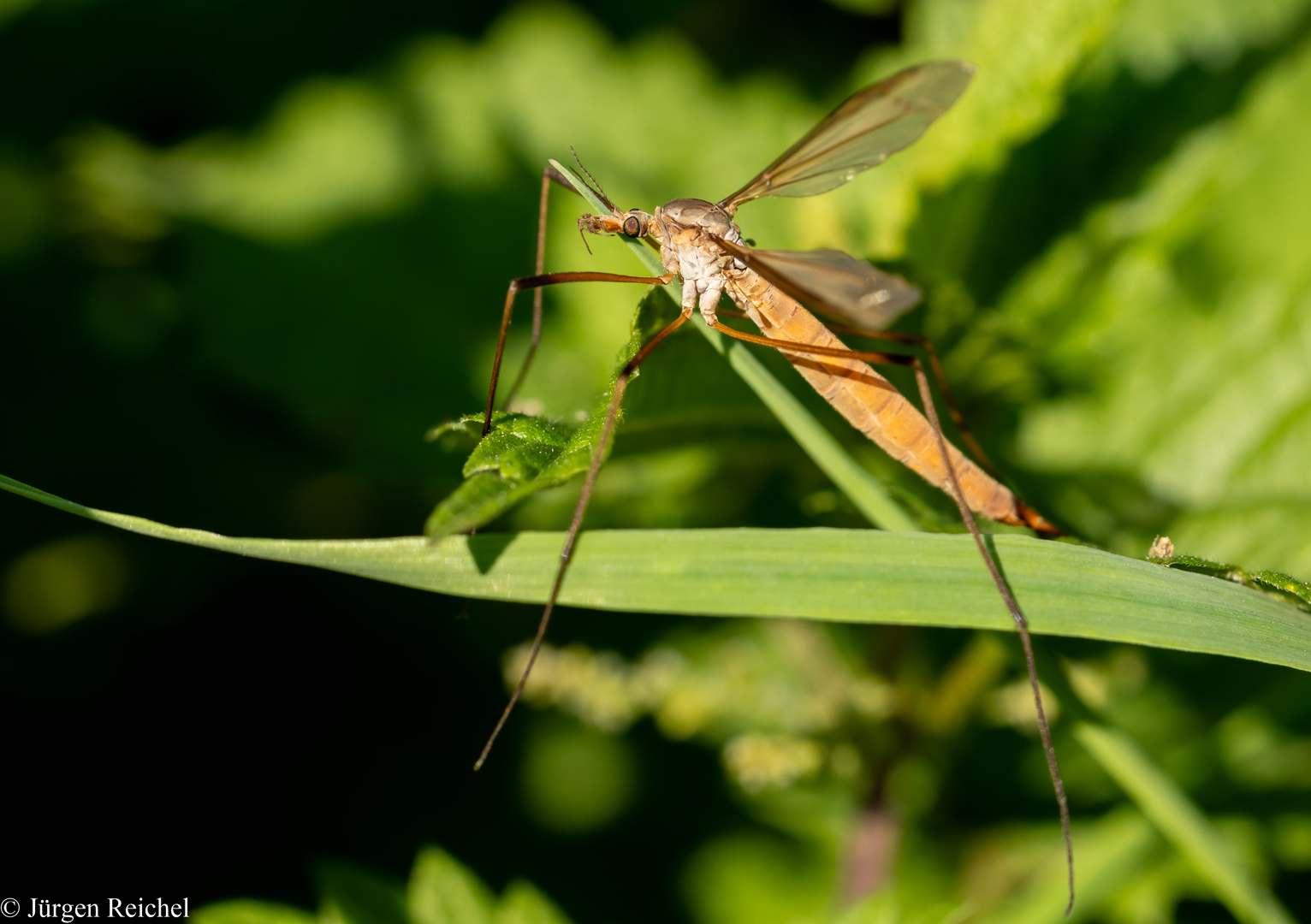 Kohlschnake w. ( Tipula oleracea )